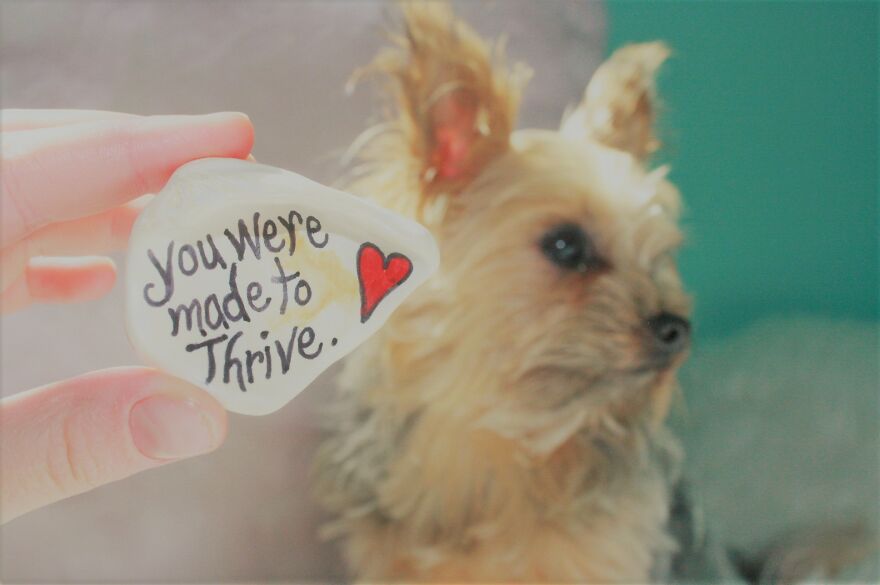 Some Cool Photos I Took Of My Dog, Luna In Quarantine.