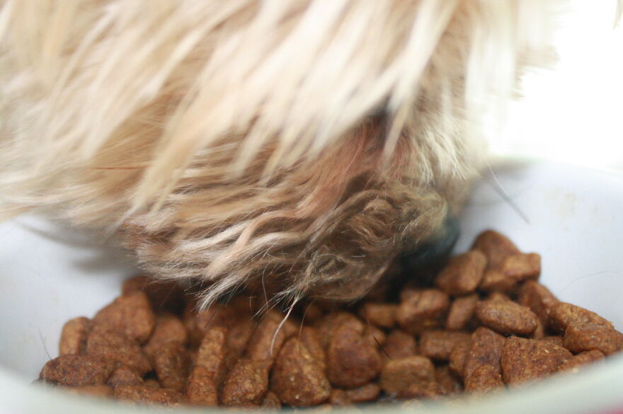 Some Cool Photos I Took Of My Dog, Luna In Quarantine.