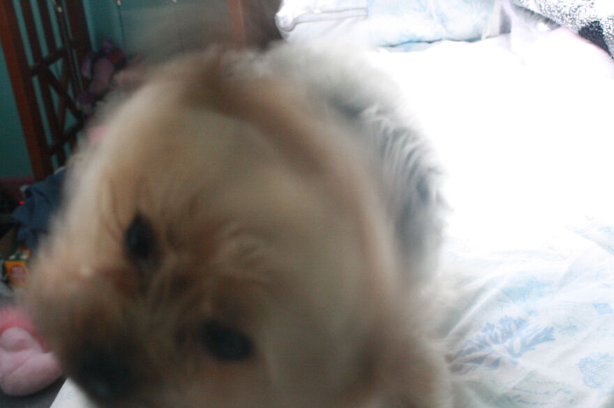 Some Cool Photos I Took Of My Dog, Luna In Quarantine.