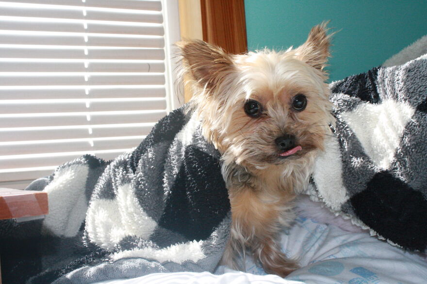 Some Cool Photos I Took Of My Dog, Luna In Quarantine.