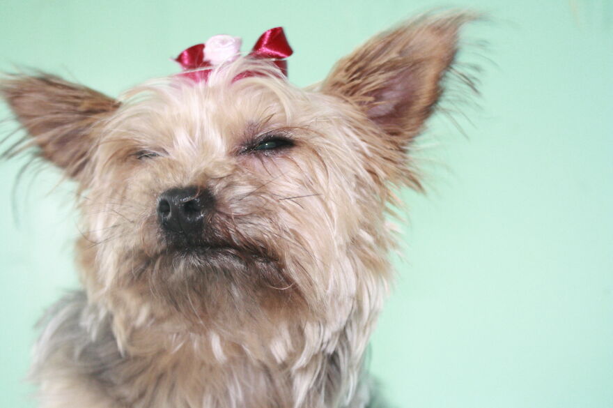 Some Cool Photos I Took Of My Dog, Luna In Quarantine.