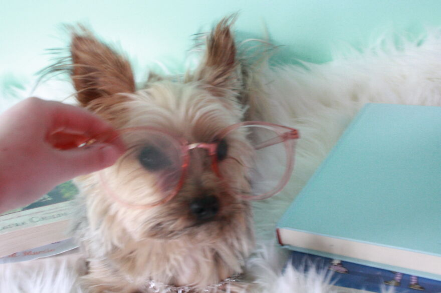 Some Cool Photos I Took Of My Dog, Luna In Quarantine.