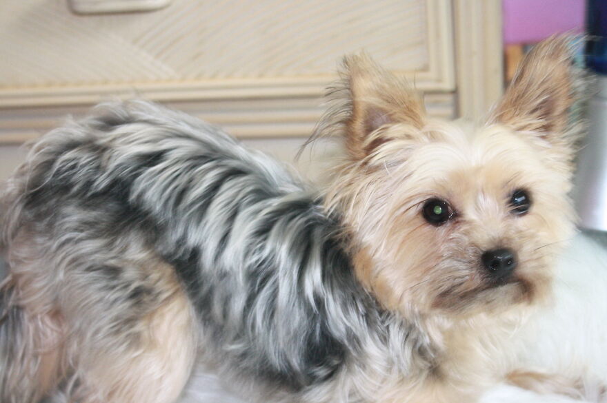 Some Cool Photos I Took Of My Dog, Luna In Quarantine.