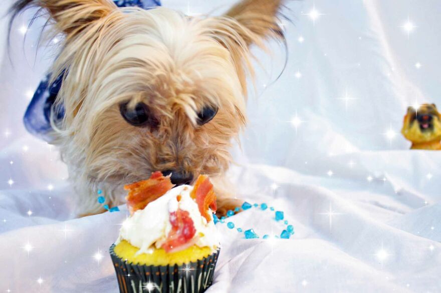 Some Cool Photos I Took Of My Dog, Luna In Quarantine.