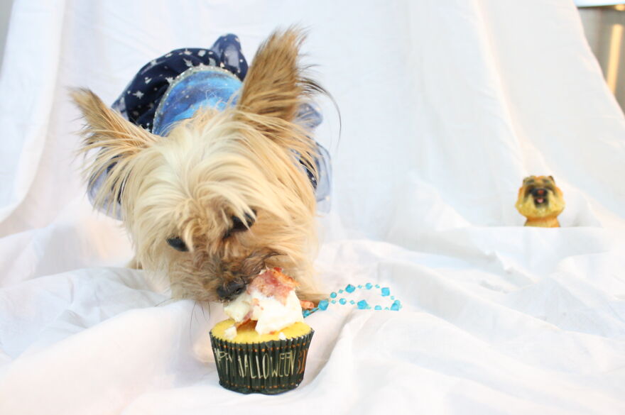 Some Cool Photos I Took Of My Dog, Luna In Quarantine.