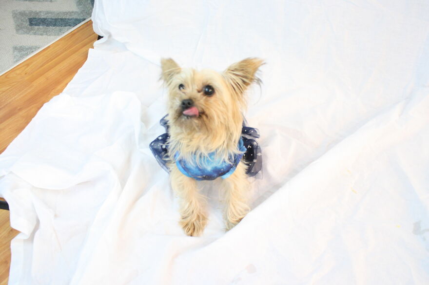 Some Cool Photos I Took Of My Dog, Luna In Quarantine.