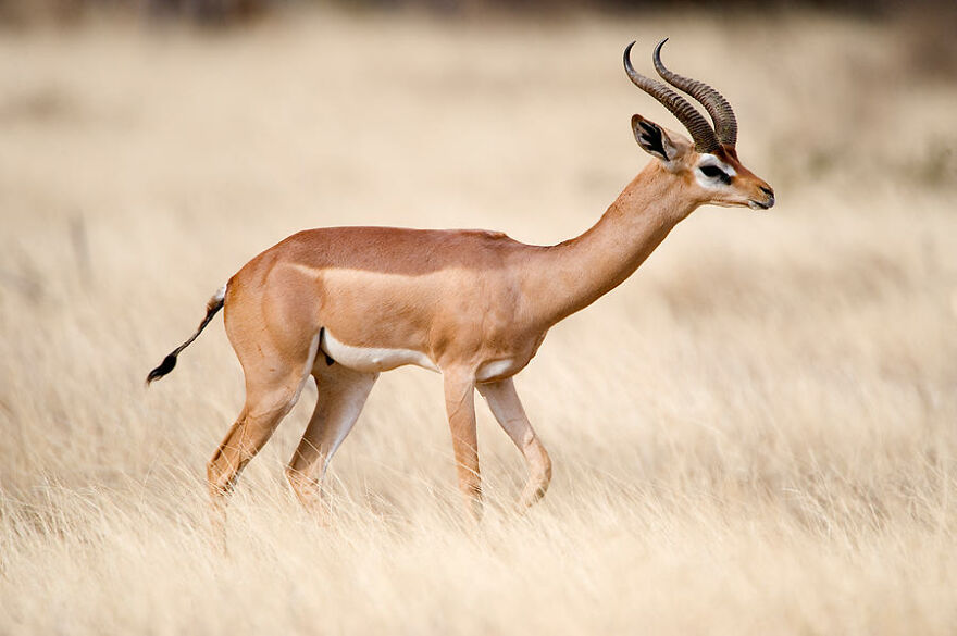 Some Of The Oddest Animals On Earth. Some Of The Oddest Animals On Earth.