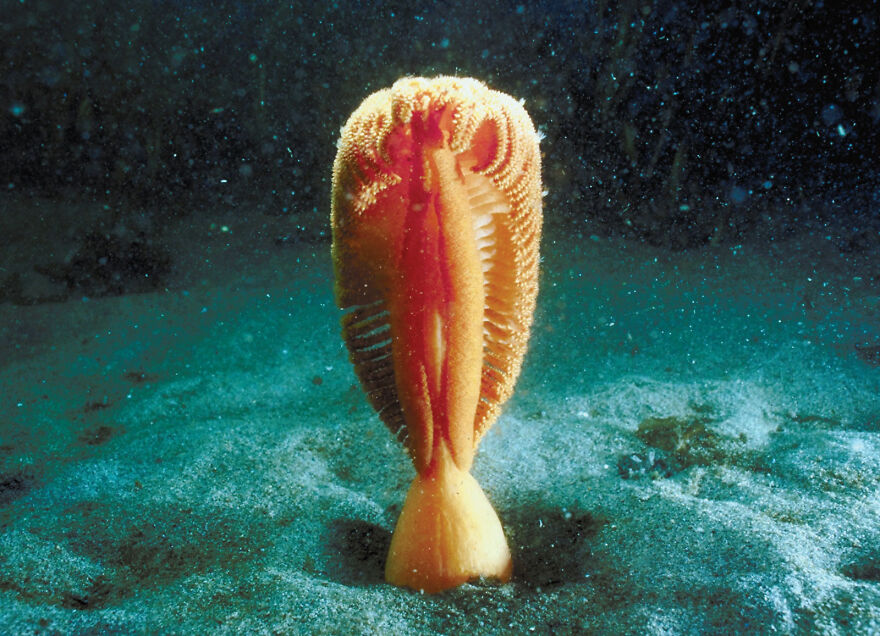 Some Of The Oddest Animals On Earth.