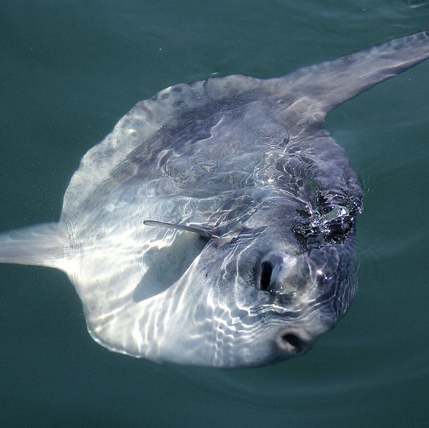 Some Of The Oddest Animals On Earth.