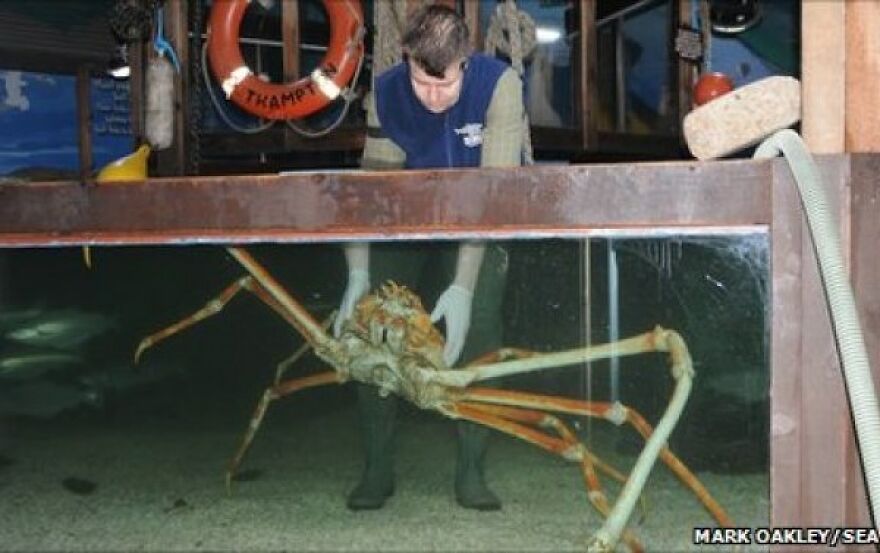 Some Of The Oddest Animals On Earth. Some Of The Oddest Animals On Earth.