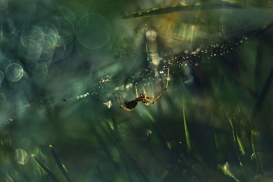 I Photograph Spiders And Their Beautiful Faces