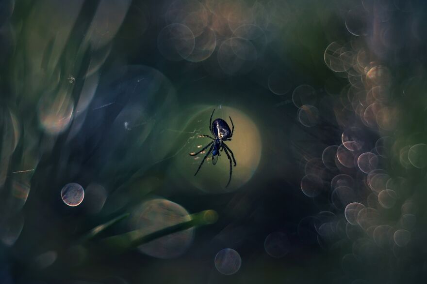 I Photograph Spiders And Their Beautiful Faces