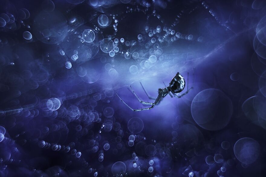 I Photograph Spiders And Their Beautiful Faces