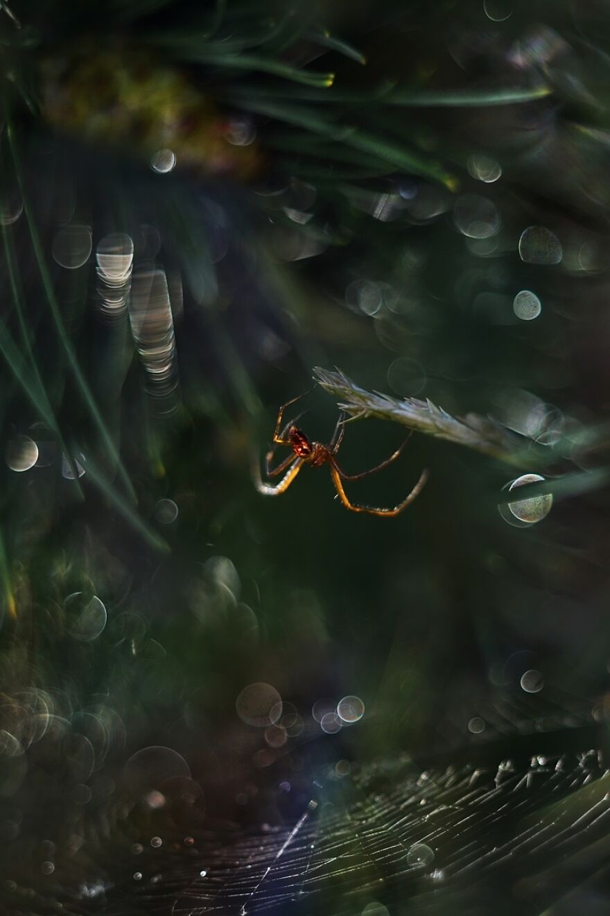 I Photograph Spiders And Their Beautiful Faces