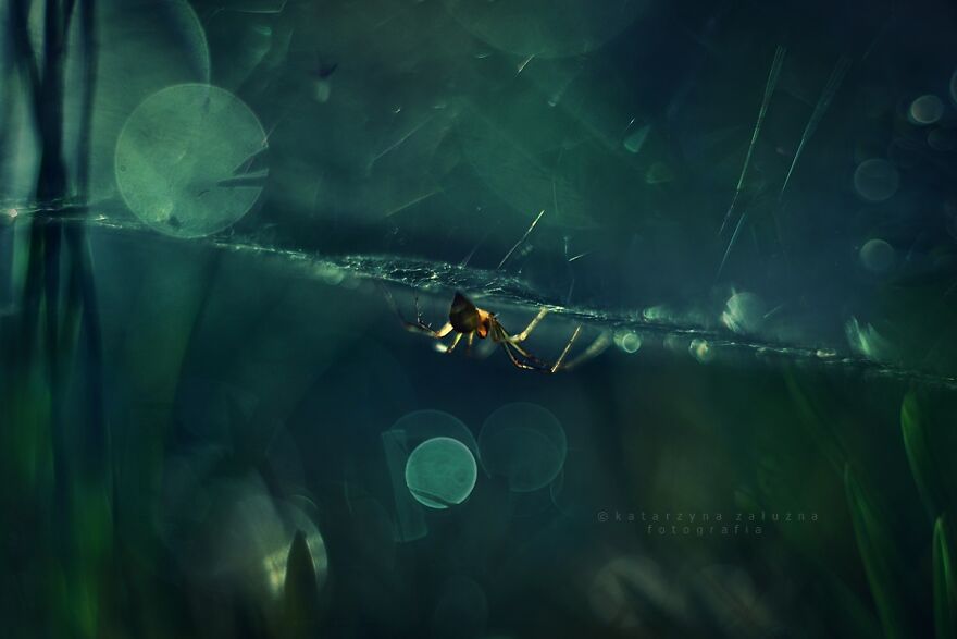 I Photograph Spiders And Their Beautiful Faces