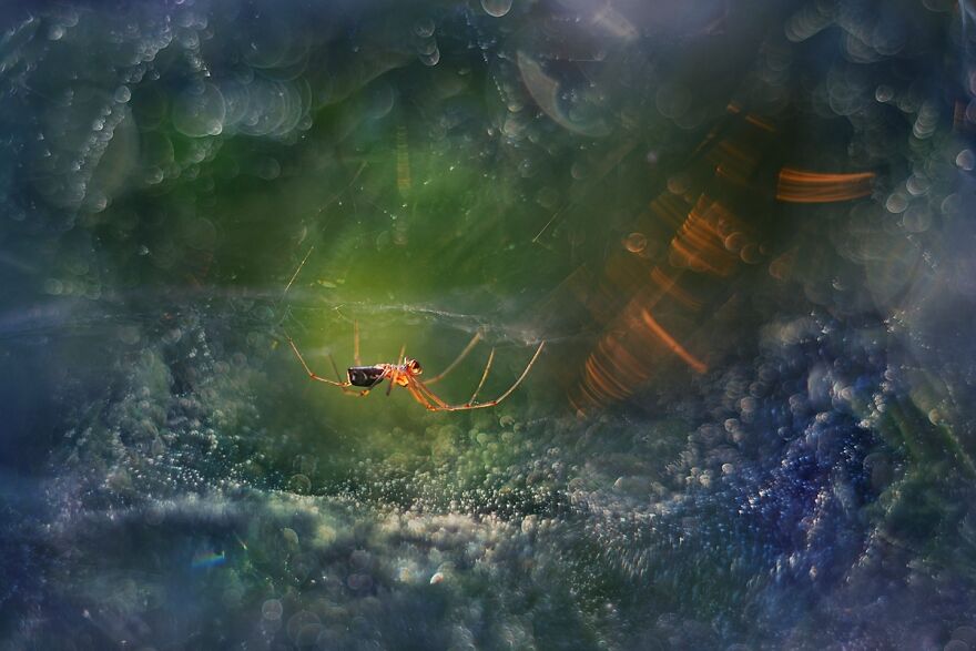 I Photograph Spiders And Their Beautiful Faces