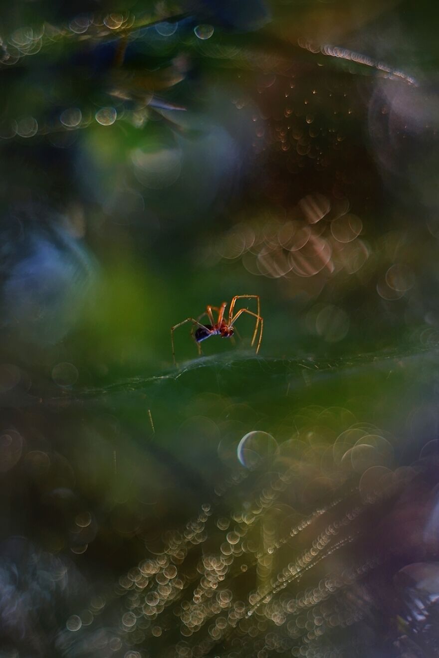 I Photograph Spiders And Their Beautiful Faces