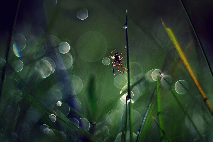I Photograph Spiders And Their Beautiful Faces
