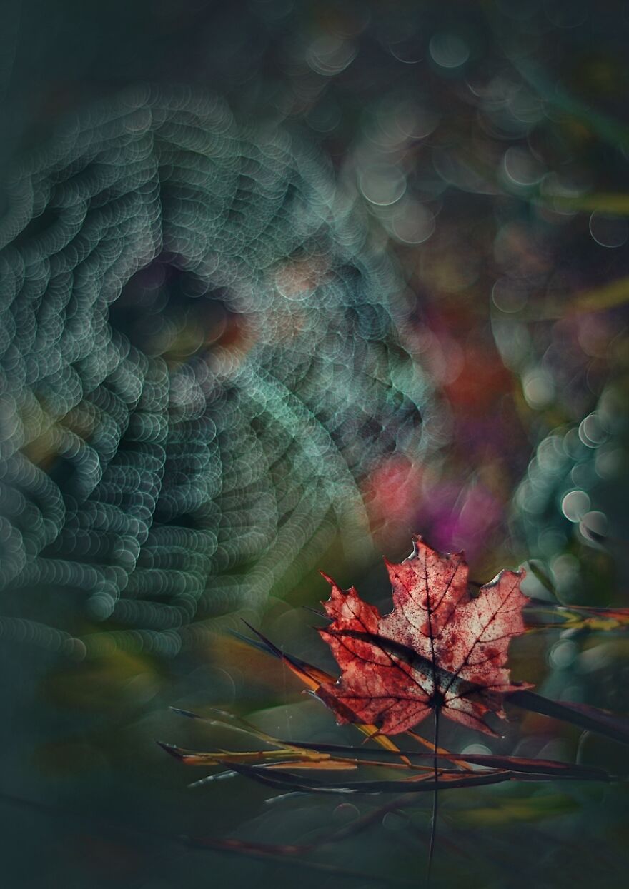 I Photograph Spiders And Their Beautiful Faces