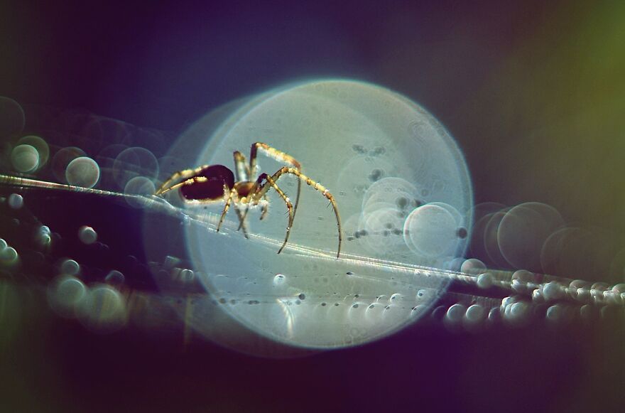 I Photograph Spiders And Their Beautiful Faces