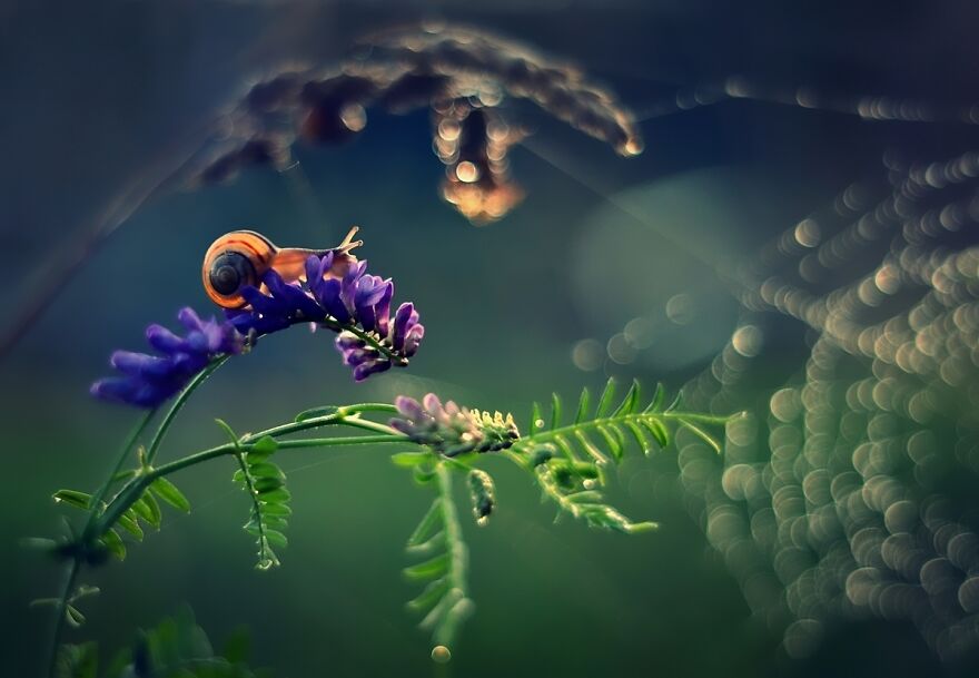 I Photograph Spiders And Their Beautiful Faces