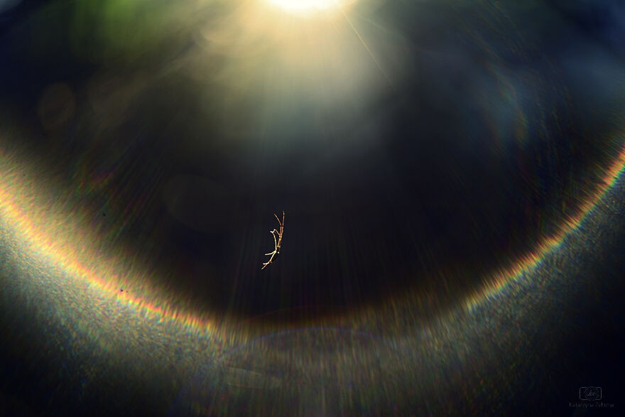 I Photograph Spiders And Their Beautiful Faces