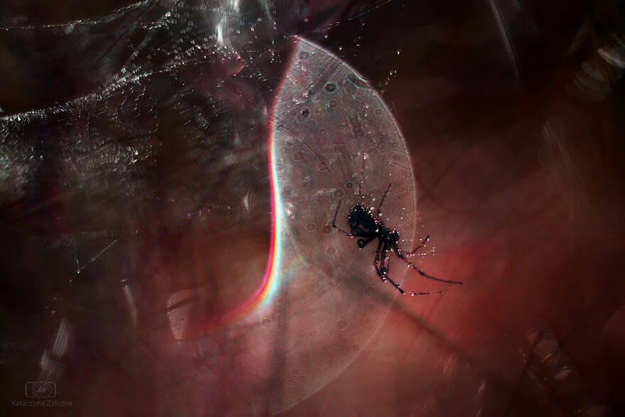 I Photograph Spiders And Their Beautiful Faces