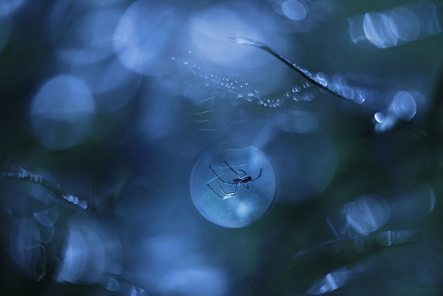 I Photograph Spiders And Their Beautiful Faces