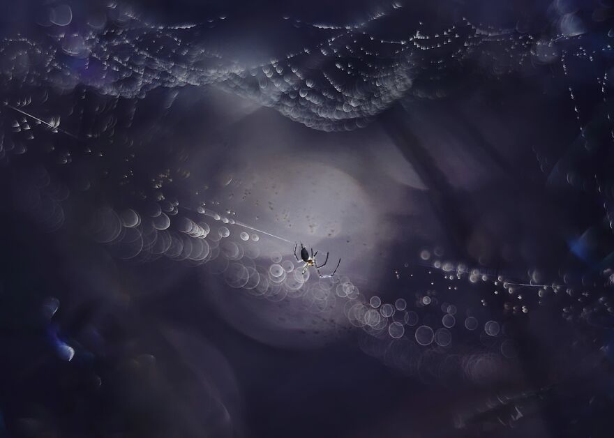 I Photograph Spiders And Their Beautiful Faces