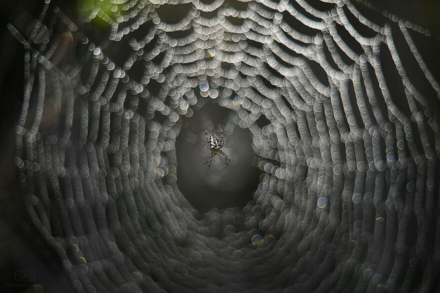 I Photograph Spiders And Their Beautiful Faces