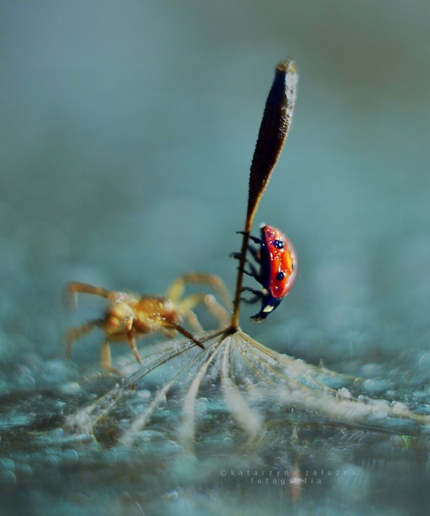 I Photograph Spiders And Their Beautiful Faces