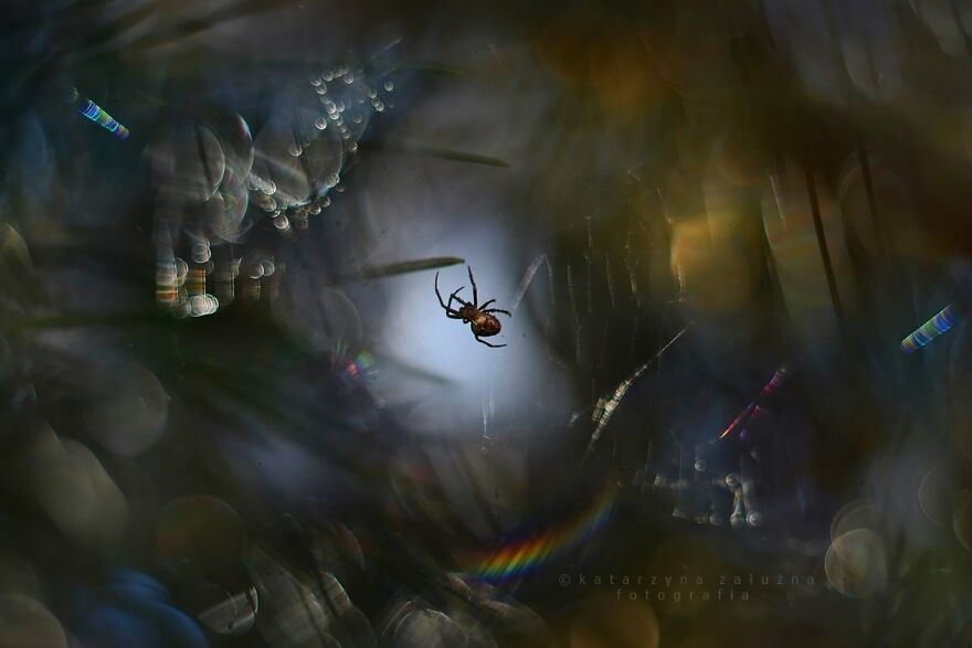 I Photograph Spiders And Their Beautiful Faces