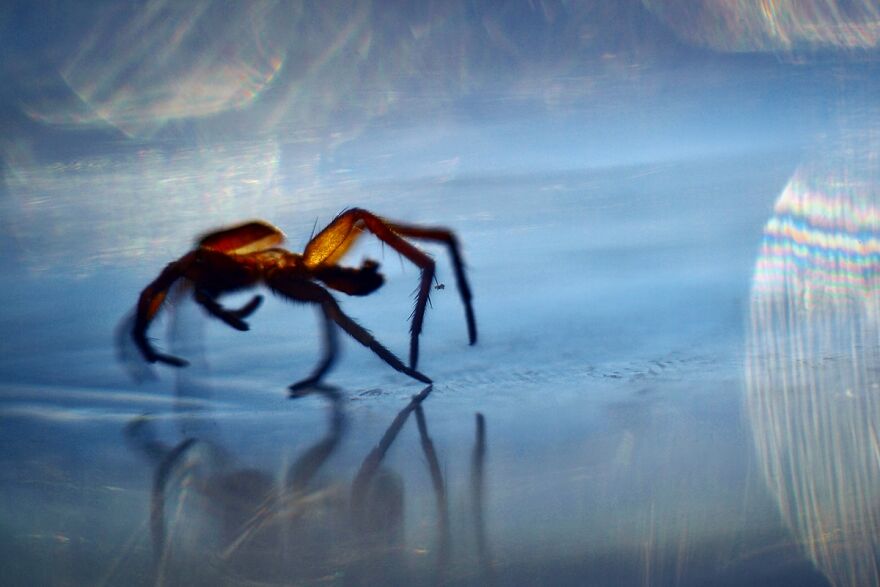 I Photograph Spiders And Their Beautiful Faces