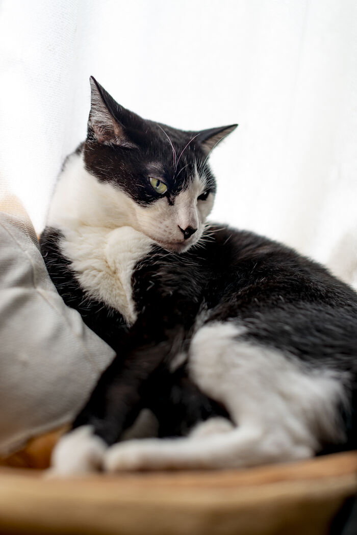 Tuxedo Jones (Tj). The Rescue Cat Nobody Wanted To Take A Chance On 10 Years Later!