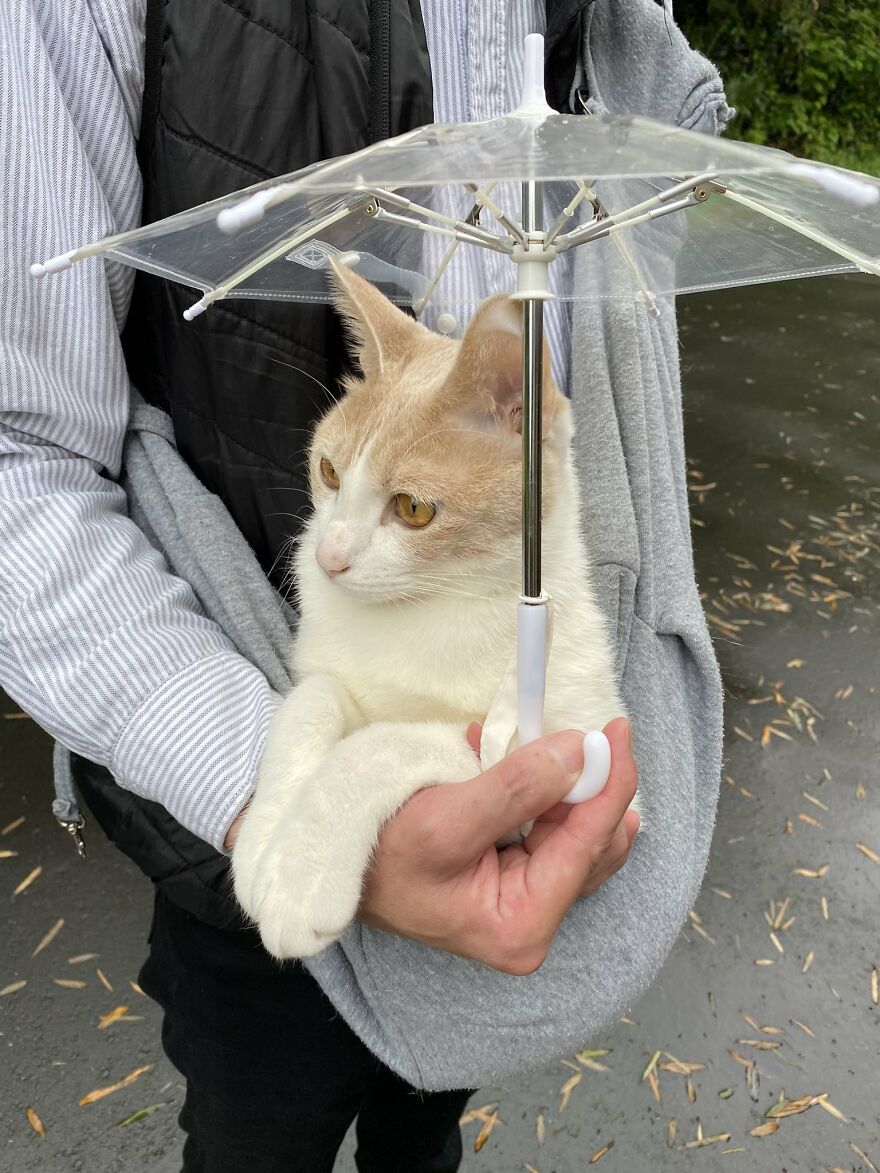 This Japanese Kitten And His Custom-Made Umbrella Will Probably Brighten Up Your Day