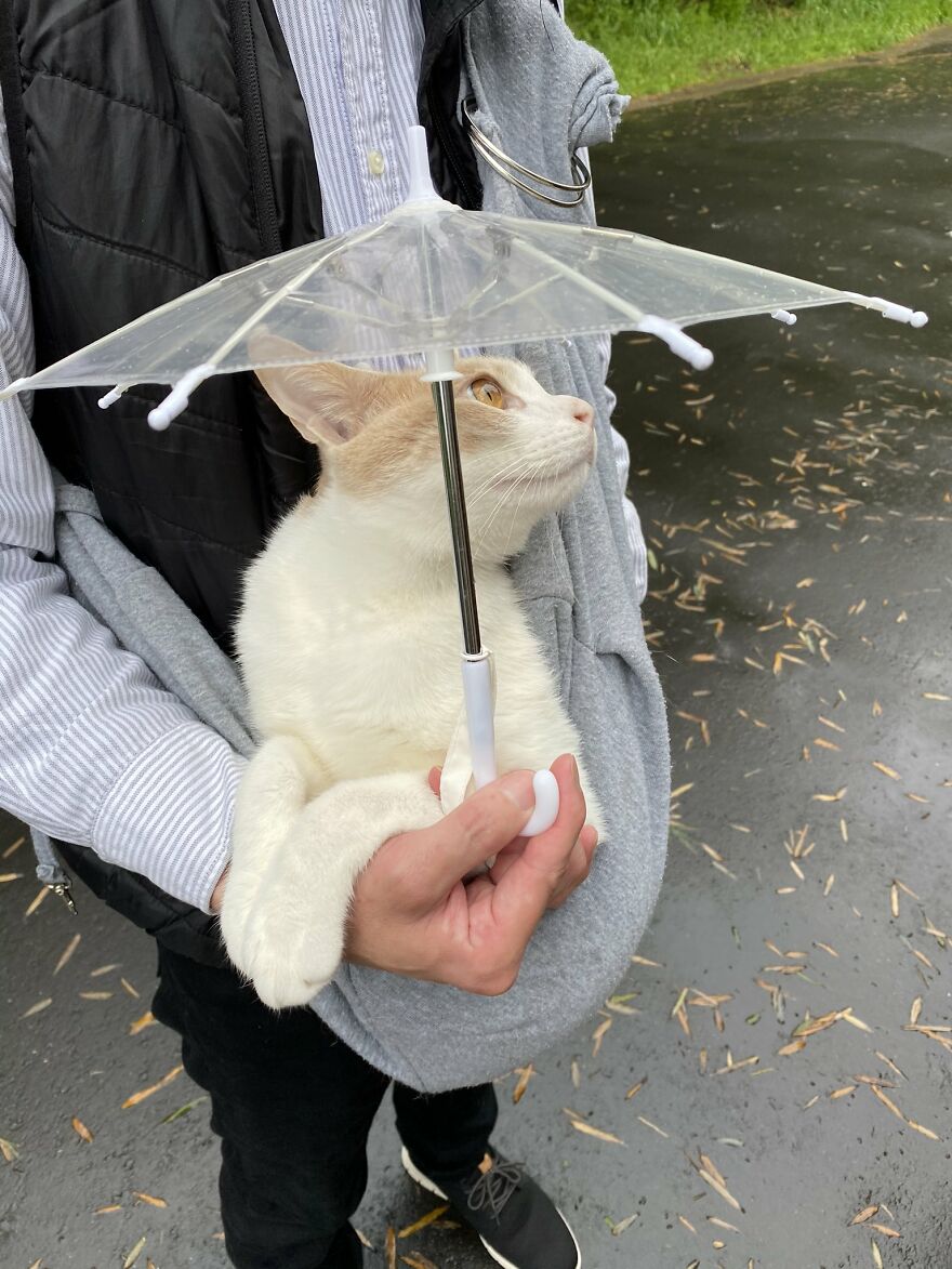 This Japanese Kitten And His Custom-Made Umbrella Will Probably Brighten Up Your Day
