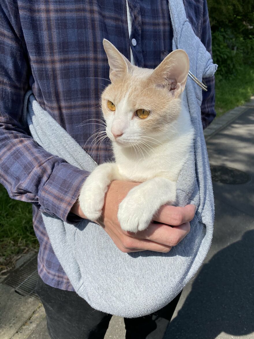 This Japanese Kitten And His Custom-Made Umbrella Will Probably Brighten Up Your Day This Japanese Kitten And His Custom-Made Umbrella Will Probably Brighten Up Your Day