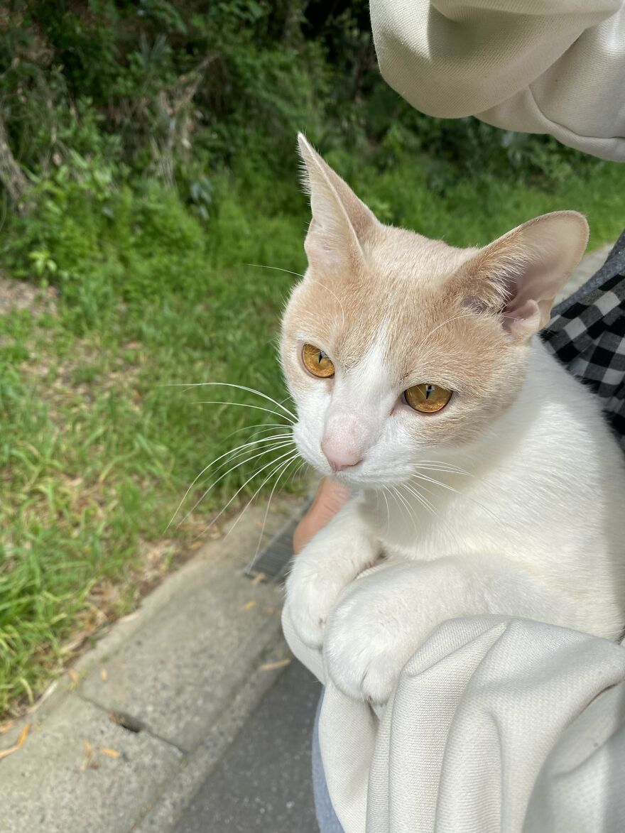 This Japanese Kitten And His Custom-Made Umbrella Will Probably Brighten Up Your Day This Japanese Kitten And His Custom-Made Umbrella Will Probably Brighten Up Your Day