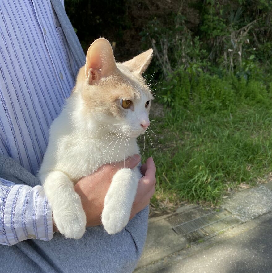 This Japanese Kitten And His Custom-Made Umbrella Will Probably Brighten Up Your Day This Japanese Kitten And His Custom-Made Umbrella Will Probably Brighten Up Your Day