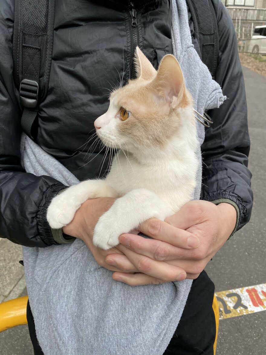 This Japanese Kitten And His Custom-Made Umbrella Will Probably Brighten Up Your Day This Japanese Kitten And His Custom-Made Umbrella Will Probably Brighten Up Your Day