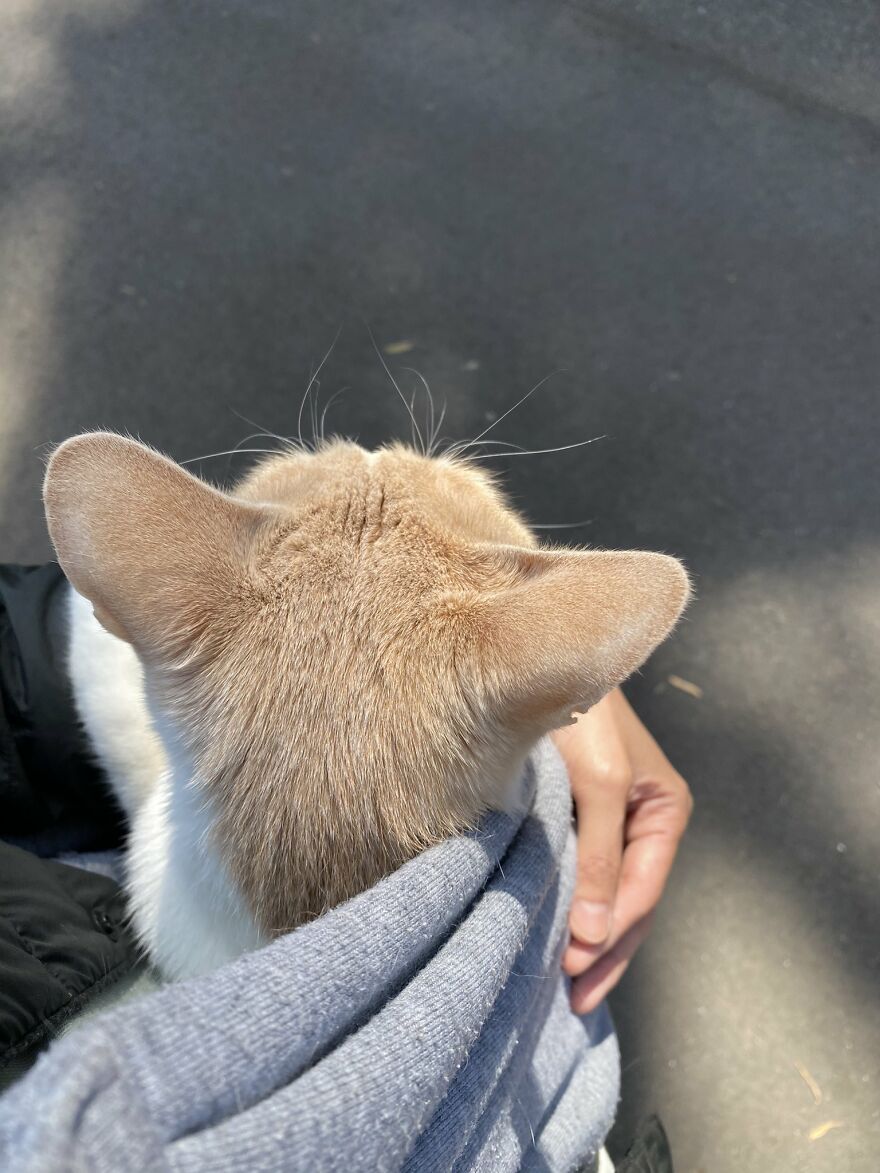 This Japanese Kitten And His Custom-Made Umbrella Will Probably Brighten Up Your Day This Japanese Kitten And His Custom-Made Umbrella Will Probably Brighten Up Your Day