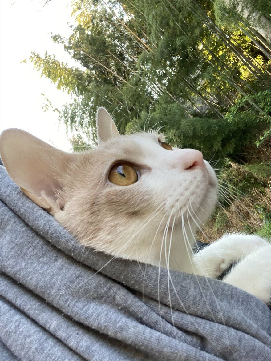 This Japanese Kitten And His Custom-Made Umbrella Will Probably Brighten Up Your Day This Japanese Kitten And His Custom-Made Umbrella Will Probably Brighten Up Your Day