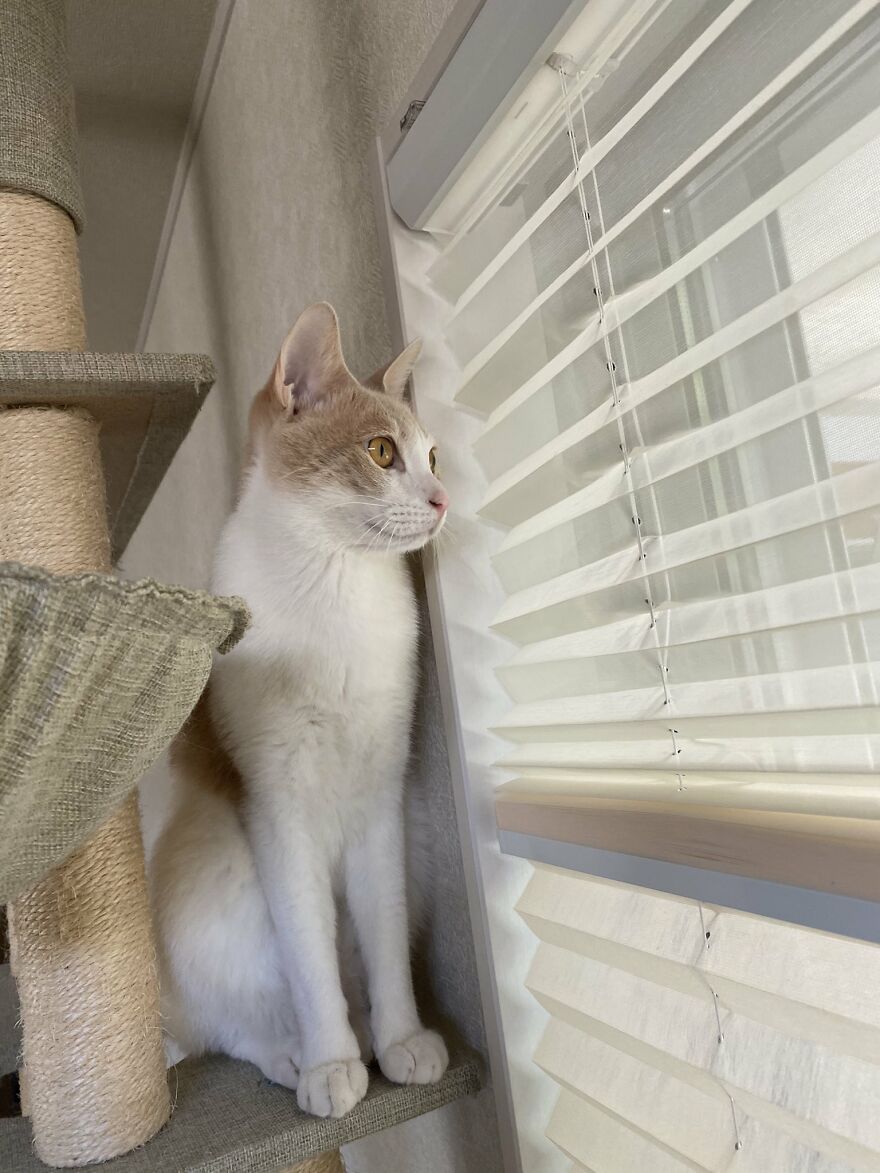 This Japanese Kitten And His Custom-Made Umbrella Will Probably Brighten Up Your Day