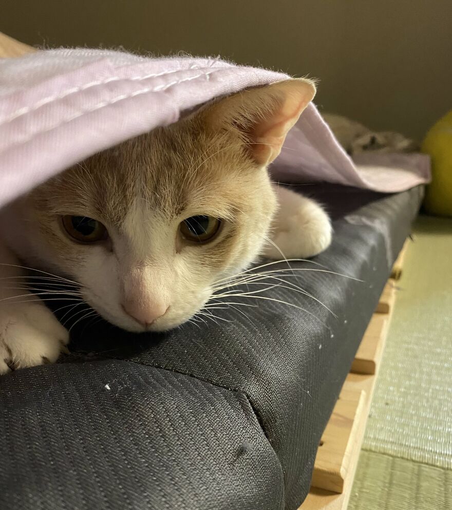 This Japanese Kitten And His Custom-Made Umbrella Will Probably Brighten Up Your Day This Japanese Kitten And His Custom-Made Umbrella Will Probably Brighten Up Your Day