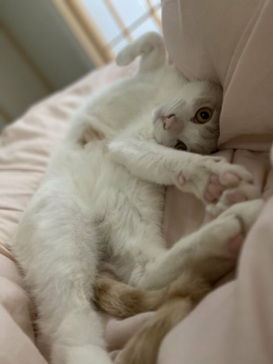 This Japanese Kitten And His Custom-Made Umbrella Will Probably Brighten Up Your Day This Japanese Kitten And His Custom-Made Umbrella Will Probably Brighten Up Your Day