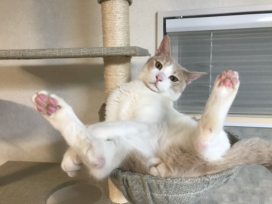 This Japanese Kitten And His Custom-Made Umbrella Will Probably Brighten Up Your Day This Japanese Kitten And His Custom-Made Umbrella Will Probably Brighten Up Your Day
