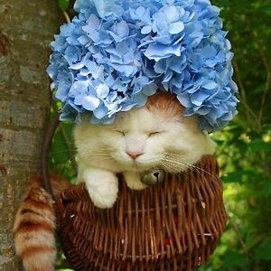 nayaninarayan00 avatar