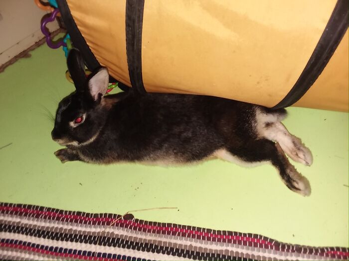 Turbo The Terrible (My Amazing Rescued House Rabbit)