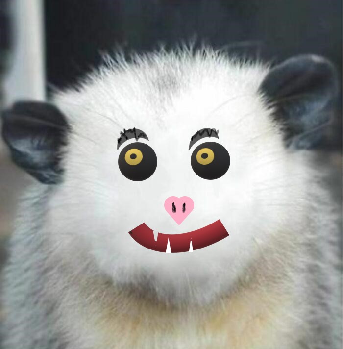 Little Opossum Is Happy