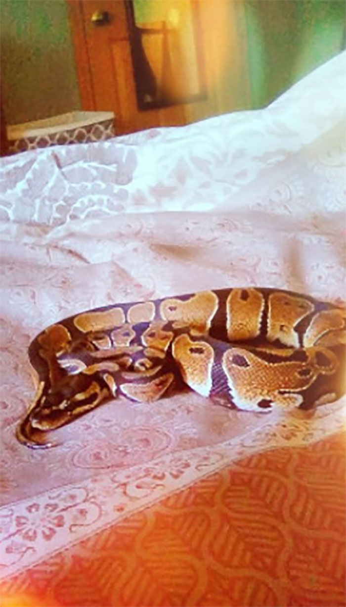 My Pretty Little Snek